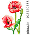 Watercolor hand draw red poppies flower 108529538