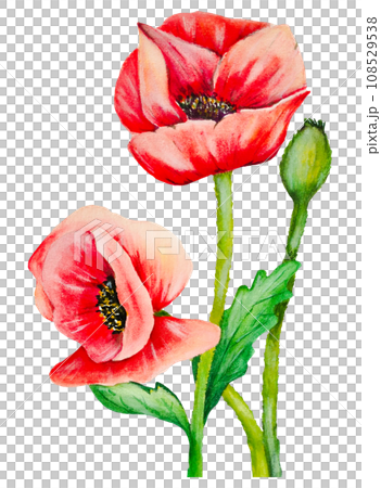 Watercolor hand draw red poppies flower Watercolor hand draw red poppies flower 108529538