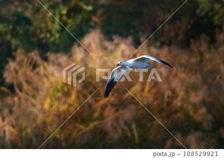 河川敷を飛翔するハクガン 108529921