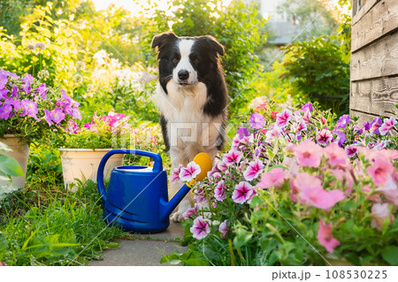 Outdoor portrait of cute dog border collie with watering can in garden background. Funny puppy dog as gardener fetching watering can for irrigation. Gardening and agriculture concept 108530225