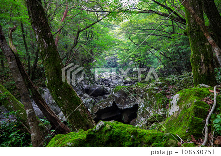 This is a beautiful scenery of Hallasan Valley in Jeju Island, a famous tourist destination in Korea. 108530751