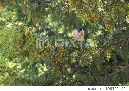 black headed jay or lanceolated jay or Garrulus lanceolatus closeup of bird in natural green background at dhikala jim corbett national park forest uttarakhand india asia 108531103