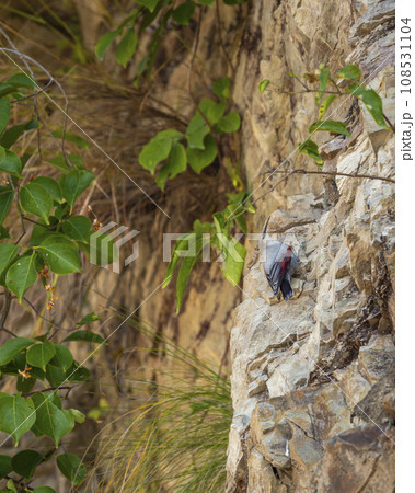 Wallcreeper or Tichodroma muraria small passerine bird on high mountains of foothills of himalayas during winter season uttarakhand india 108531104