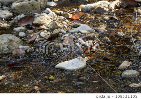 Plumbeous water redstart or Rhyacornis fuliginosa bird perched on rock camouflage in ramganga river stream at dhikala forest jim corbett national park uttarakhand india asia 108531105