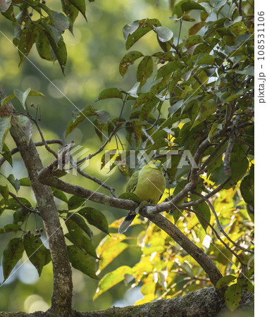 pin tailed green pigeon or Treron apicauda on tree in natural scenic green background during winter season at dhikala jim corbett national park forest tiger reserve uttarakhand india asia 108531106