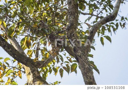 Grey headed woodpecker or Picus canus or grey faced woodpecker on tree during safari at jim corbett national park or tiger reserve forest uttarakhand india asia 108531108