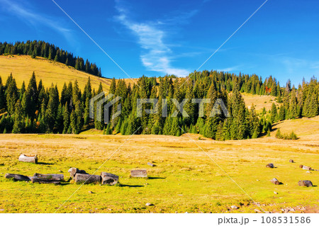 forested hills of carpathian mountains. landscape with spruce trees on the grassy meadow. beautiful nature scenery on a sunny day in autumn. apuseni natural park of romania forested hills of carpathian mountains. landscape with spruce trees on the grassy meadow. beautiful nature scenery on a sunny day in autumn. apuseni natural park of romania 108531586