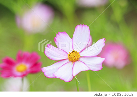 馬見丘陵公園　　満開のコスモスとダリアと秋の花々 108531618