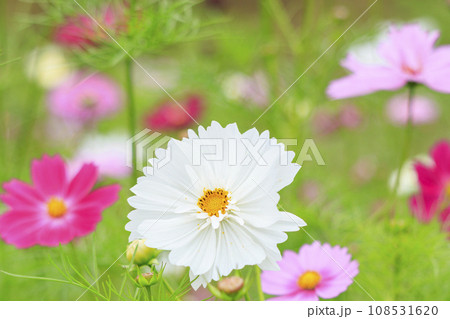 馬見丘陵公園　　満開のコスモスとダリアと秋の花々 108531620