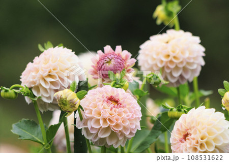 馬見丘陵公園　　満開のコスモスとダリアと秋の花々 108531622