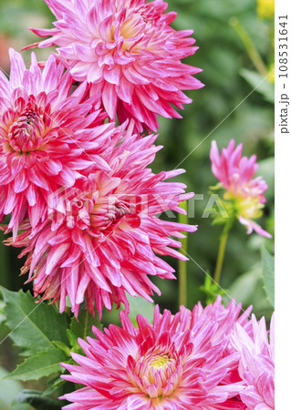 馬見丘陵公園　　満開のコスモスとダリアと秋の花々 108531641