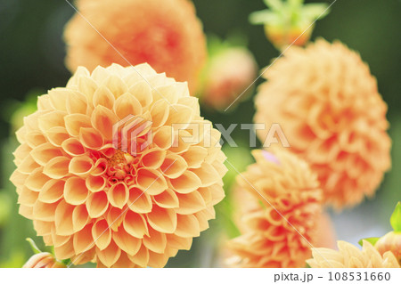 馬見丘陵公園　　満開のコスモスとダリアと秋の花々 108531660