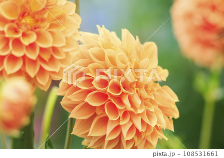 馬見丘陵公園　　満開のコスモスとダリアと秋の花々 108531661