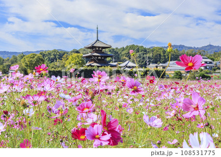 満開のコスモスに包まれた世界遺産法起寺 満開のコスモスに包まれた世界遺産法起寺 108531775
