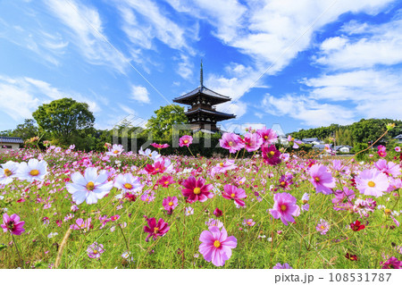 満開のコスモスに包まれた世界遺産法起寺 108531787