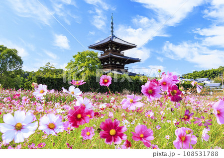 満開のコスモスに包まれた世界遺産法起寺 108531788