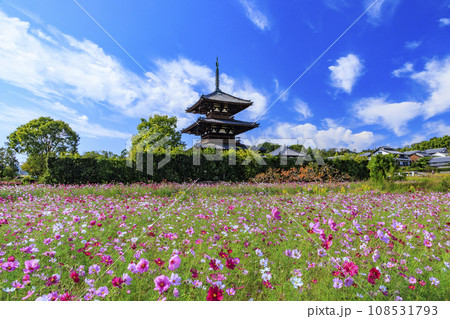 満開のコスモスに包まれた世界遺産法起寺 108531793
