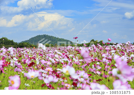 藤原宮跡　満開のコスモス 108531875