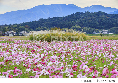 藤原宮跡　満開のコスモス 108531890