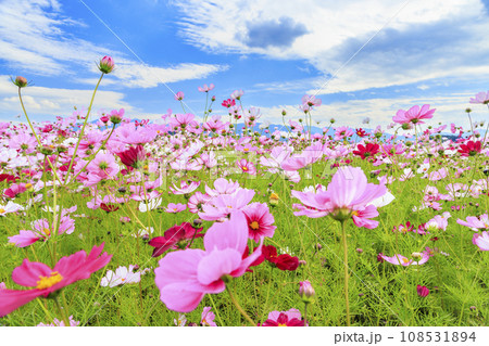 藤原宮跡 満開のコスモス 藤原宮跡 満開のコスモス 108531894