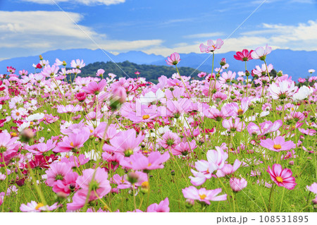 藤原宮跡 満開のコスモス 藤原宮跡 満開のコスモス 108531895