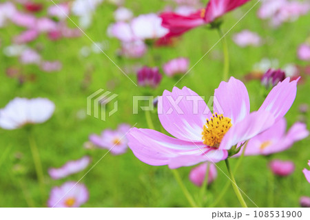 藤原宮跡　満開のコスモス 108531900