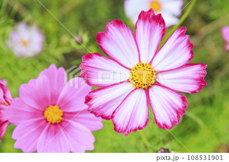 藤原宮跡　満開のコスモス 108531901