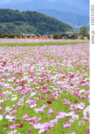 藤原宮跡　満開のコスモス 108531902