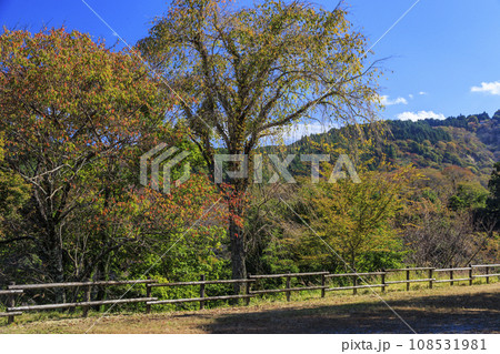 紅葉見頃な世界遺産吉野山 108531981