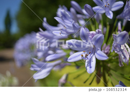 公園の花 公園の花 108532314