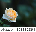 黄色いバラ 108532394