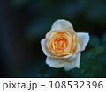 黄色いバラ 108532396