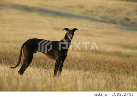 Black Mudhol hound, Indian breed dog, Satara, Maharashtra, India Black Mudhol hound, Indian breed dog, Satara, Maharashtra, India 108532753