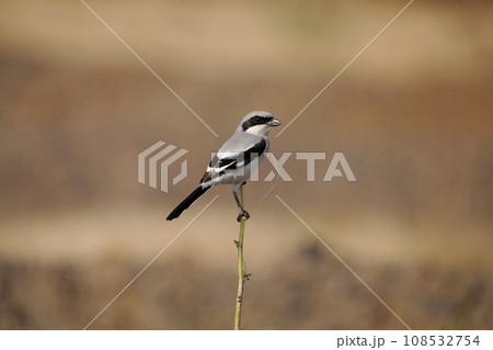 Iberian grey shrike, Lanius meridionalis, Satara, Maharashtra, India 108532754