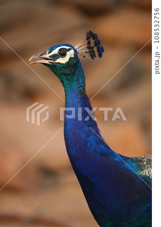 Indian peacock, Pavo cristatus, Satara, Maharashtra, India 108532756