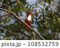White throated kingfisher, Halcyon smyrnensis, Satara, Maharashtra, India White throated kingfisher, Halcyon smyrnensis, Satara, Maharashtra, India 108532759