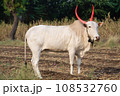 Desi Indian Cow, Bos indicus,, Satara, Maharashtra, India Desi Indian Cow, Bos indicus,, Satara, Maharashtra, India 108532760
