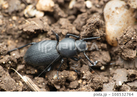 Dorsal view of Darkling beetle, Tenebrionidae species Satara Maharashtra India Dorsal view of Darkling beetle, Tenebrionidae species Satara Maharashtra India 108532764