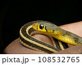 Head and Body stripes of buff striped keelback, Amphiesma stolatum Satara, maharashtra, india. Head and Body stripes of buff striped keelback, Amphiesma stolatum Satara, maharashtra, india. 108532765