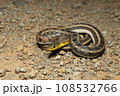 Orange Colour Morph of buff striped keelback, Amphiesma stolatum Satara, maharashra, india Orange Colour Morph of buff striped keelback, Amphiesma stolatum Satara, maharashra, india 108532766