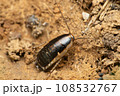 Wild cockroach, blatella sp. Satara Maharashtra, India Wild cockroach, blatella sp. Satara Maharashtra, India 108532767
