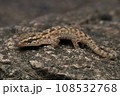 Brookes gecko, Hemidactylus brookii, Satara Maharashtra India Brookes gecko, Hemidactylus brookii, Satara Maharashtra India 108532768