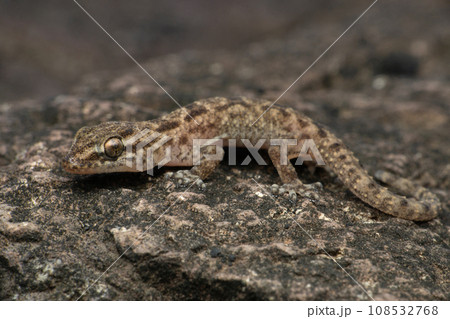 Brookes gecko, Hemidactylus brookii, Satara Maharashtra India Brookes gecko, Hemidactylus brookii, Satara Maharashtra India 108532768