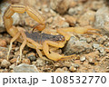 Fully Grown Indian Red scorpion, Hottentotta tamulus, Satara Maharashtra India Fully Grown Indian Red scorpion, Hottentotta tamulus, Satara Maharashtra India 108532770