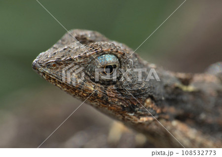 Male of Fan throated lizard, Sarada ponticeriana Satara Maharashtra India Male of Fan throated lizard, Sarada ponticeriana Satara Maharashtra India 108532773