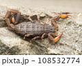 Sri lankan Lychas scorpion, Lychas srilankensis, Satara Maharashtra India Sri lankan Lychas scorpion, Lychas srilankensis, Satara Maharashtra India 108532774