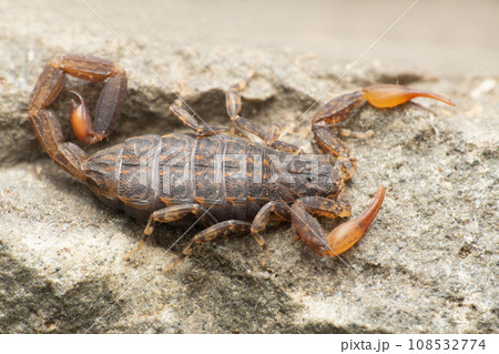 Sri lankan Lychas scorpion, Lychas srilankensis, Satara Maharashtra India Sri lankan Lychas scorpion, Lychas srilankensis, Satara Maharashtra India 108532774