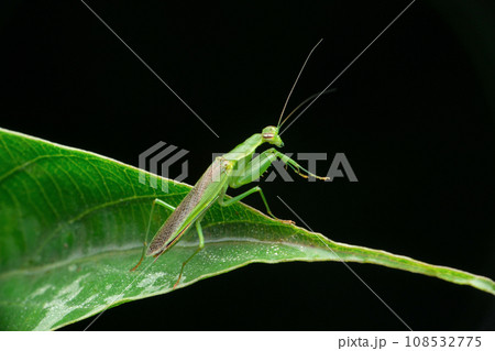 Side view of Flower Mantis, Odontomantis pulchra, Satara Maharashtra India Side view of Flower Mantis, Odontomantis pulchra, Satara Maharashtra India 108532775