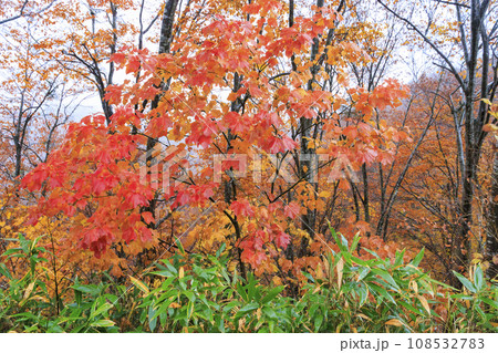 新潟 枝折峠の紅葉 新潟 枝折峠の紅葉 108532783