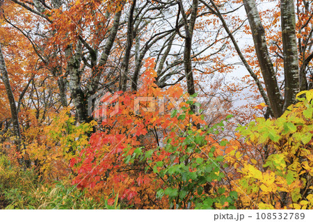新潟　枝折峠の紅葉 108532789